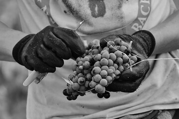 Coupeur lors de vendanges