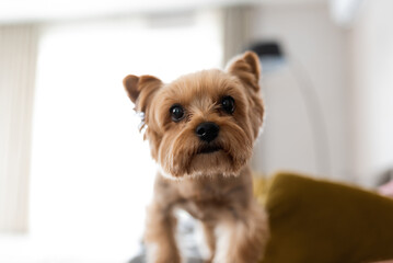 Yorkshire terrier looking at the camera, a portrait of a dog on a white background, a fluffy animal, a pet.