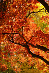 A photograph of a forest canopy colored with autumn leaves as a background material