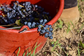 Une grappe de raisin voulant s'échapper du seau