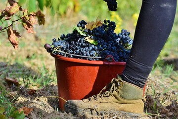 Un seau de vendanges bien rempli