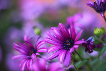 Obraz na płótnie Canvas close up of purple flower
