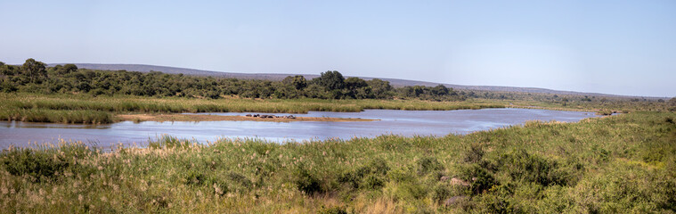 Panorama of African landscape with a community of hippopotamus on the banks of a river in the African savannah, these amphibians live in the wildlife and are very dangerous and territorial animals.