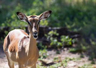 The Impala is an herbivorous animal, specifically the Aepyceros melampus that inhabits the African savannah, this type of African antelope is an herbivorous mammal that lives in the African wildlife.