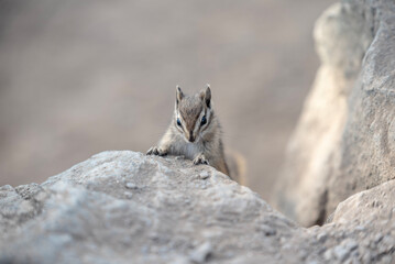 chipmunk on the rocks