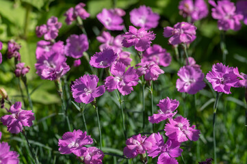 Dianthus caryophyllus carnation clove pink light violet flowers in bloom, cultivated flowering plants in summer