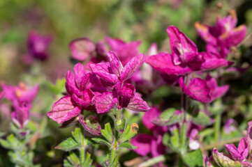 Beautiful sage Salvia viridis flowerin in garden, group of purple annual clary orval leaves on tall green stem in bloom