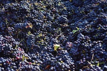 Raisin dans la benne © Camille