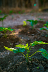 Growing little plants in the garden. Vegetable production background photo