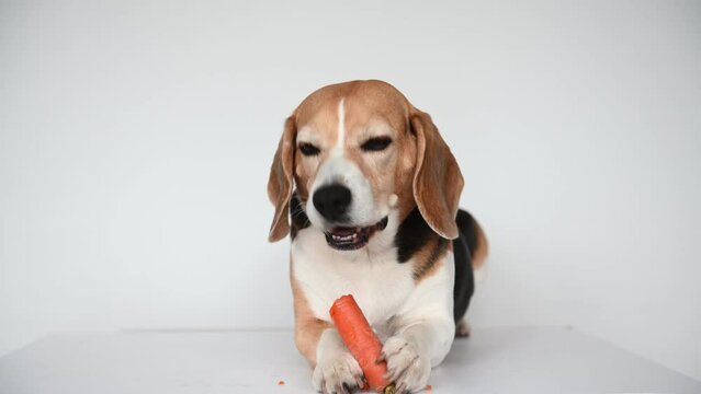 Beagle dog eating carrot on white background