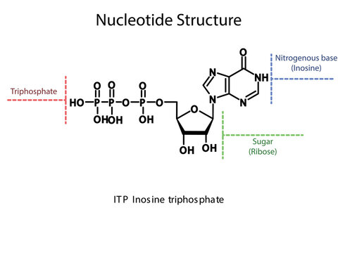 ITP Inosine triphosphate Nucleoside molecular structure diagram on white background. DNA and RNA building block consisting of nitrogenous base, sugar and phosphate.