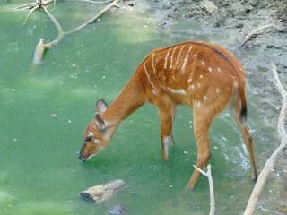 Fotobehang sitatunga antelope in the water © Herman Vlad