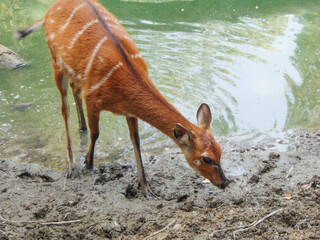 sitatunga antelope in the water