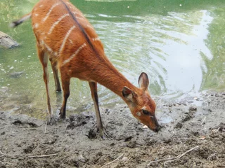 Plexiglas foto achterwand sitatunga antelope in the water © Herman Vlad