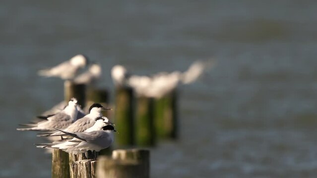 Sandwich Terns (Thalasseus sandvicensis) on wooden pools in the sea