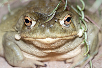 Sonoran Desert Toad (Incilius alvarius)