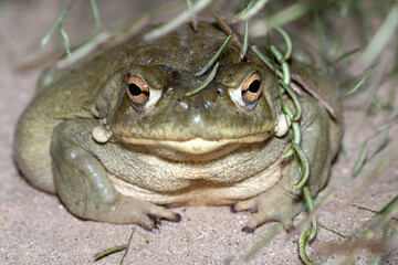 Sonoran Desert Toad (Incilius alvarius)