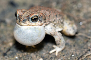 Red-spotted Toad  (Anaxyrus punctatus) calling