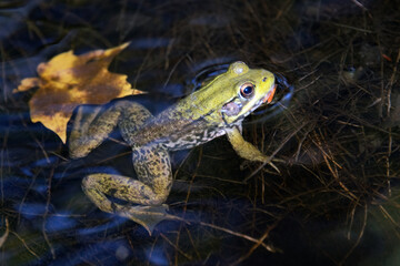Green Frog (Lithobates clamitans)
