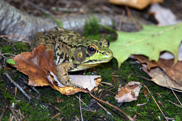 Green Frog (Lithobates clamitans)