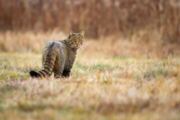 Shy european wildcat, felis silvestris, looking back over shoulder on a meadow with yellow dry grass in autumn. Mammal predator with striped tail hunting on a clearing. © WildMedia