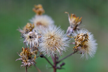 a small dry fluffy inflorescence