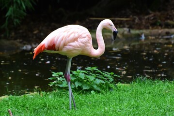 Le flamant rose