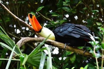 Le toucan du Zoo de la Flèche