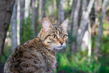 Kitty in the nature
