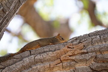 squirrel