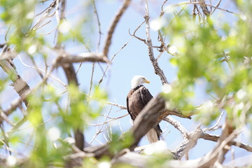 bald eagle