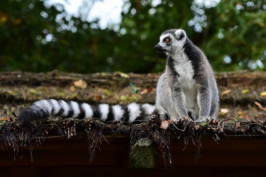 Le Lémur Catta Ou Maki Catta Est Un Primate Lemuriforme De La Famille Des Lemuridae