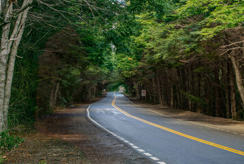 road in the forest