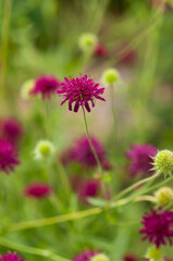 Purple flower close-up, Beemdkrona, Knautia Macedonian, perennial plant bush garden, selective focus,pink flower in the garden