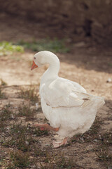 white goose 
