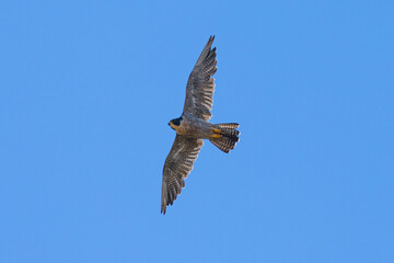 Close view of a  Peregrine Falcon flying, seen in the wild in North California