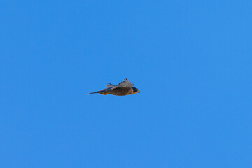 Close view of a  Peregrine Falcon flying, seen in the wild in North California