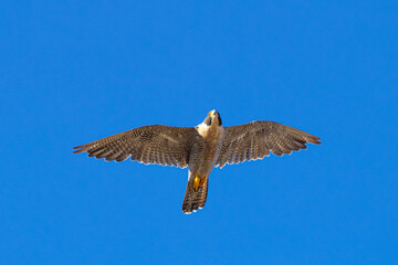 Obraz premium Close view of a Peregrine Falcon flying, seen in the wild in North California