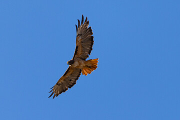 Close view of a red-tailed hawk flying, seen in the wild in  North California
