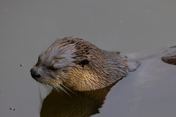 River otter, seen in the wild in North California