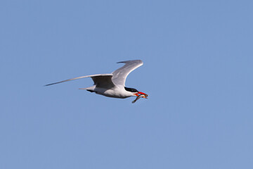Fototapeta na wymiar Forster's tern flying in beautiful light with a fish in his beak