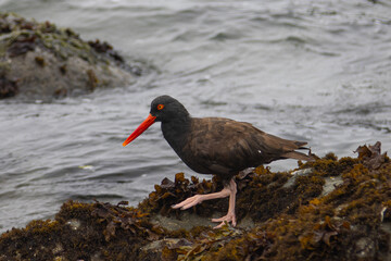 Black Oystercatcher, seen in the wild in North California