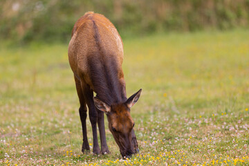 Naklejka na ściany i meble Young Roosevelt elk (Olympic elk / wapiti) , seen in the wild in North California