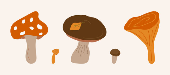 A set of mushrooms. Poisonous and edible mushrooms, chanterelles, fly agaric and truffle, honey mushrooms. An isolated set of vector illustrations. Types of wild forest mushrooms.