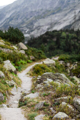 mountain stream in the mountains