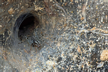 Agelenopsis spp Funnel Web spider on web