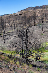 Burnt Trees on the side of a Mountain along the Road. Summer Season. Nevada, United States. Nature Background.