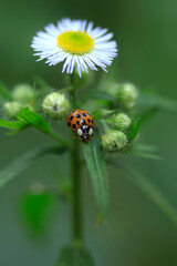 Red ladybug sitting under chamomile