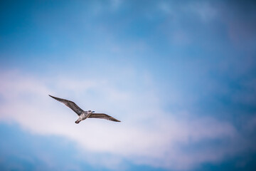 Seagull in flight