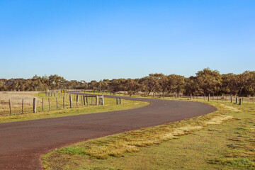 winding road through fields with eucalyptus trees